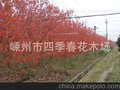 供应高大乔木 美国红枫秋火焰（图）