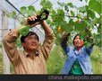 西红柿吊蔓枪,葡萄吊蔓机,黄瓜吊蔓钳,番茄吊蔓器诚招代理