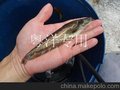 广州粤洋水产大量批发黄色大口鲶鱼苗