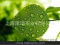 上海津颂实业长期销售（叶绿素）质量保证 量大从优 现货交易