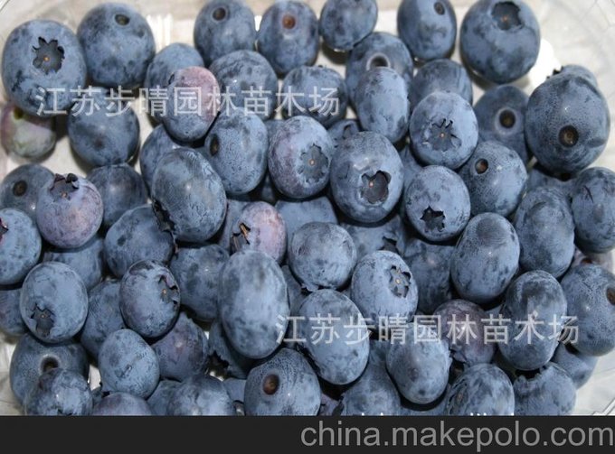 基地藍莓苗 種苗 高營養(yǎng)水果 酸甜可口 適合任何地方種植圖片
