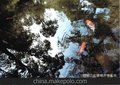 山东聊城江北锦鲤专业养殖基地锦鲤品质优越价格低廉观赏鱼锦鲤吧