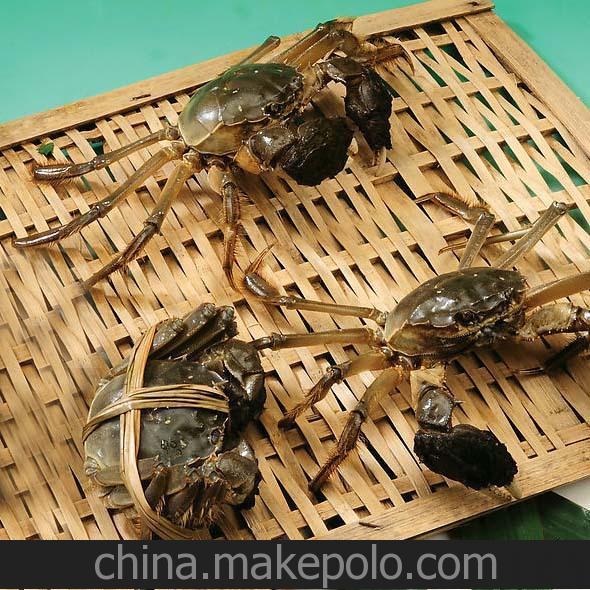 太湖大閘蟹 精品母蟹3.0-3.2兩 螃蟹5斤起拍 量大優惠送紫蘇姜茶