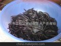 广州粤洋水产批发花鳗鱼苗
