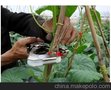 葡萄绑藤枪，西红柿绑藤枪，黄瓜绑藤枪，丝瓜绑藤枪，花卉绑藤枪