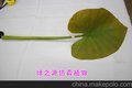 PU水芋叶 仿真植物 巨型仿真植物厂家 栩栩如生 厂家专供