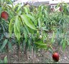 澳芒果苗、澳洲芒果苗、嫁接苗大量批发