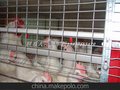 金凤养殖三层阶梯育雏笼鸡场专用设备网络销售