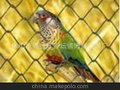 动物防护网
