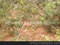 优质香榧苗 香榧树 诸暨香榧 嫁接苗2年（2+2）高产苗