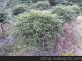 供应庭院观赏及盆栽较好的绿化苗木 羽毛枫