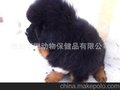 藏獒一只起批，现2-3个月铁包金、雪獒幼仔，品相好，价格合理