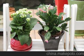 花卉 盆栽 植物 绿色植物 家居 防辐射 办公室选